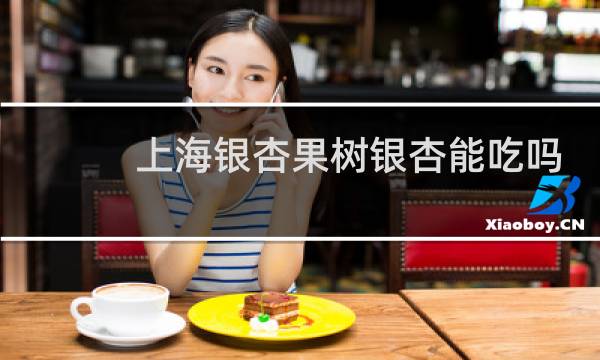 上海银杏果树银杏能吃吗