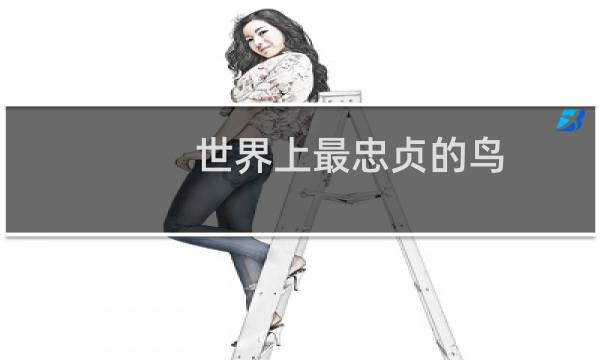 世界上最忠贞的鸟