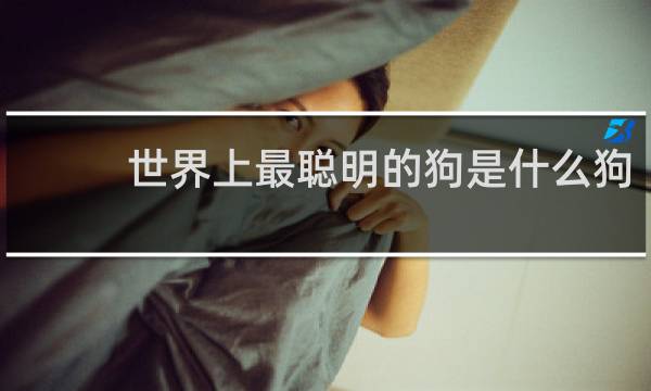 世界上最聪明的狗是什么狗