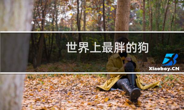 世界上最胖的狗