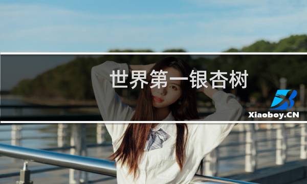 世界第一银杏树