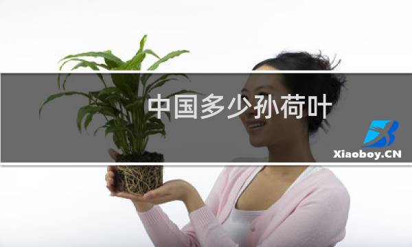 中国多少孙荷叶