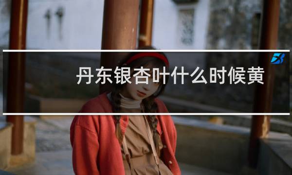 丹东银杏叶什么时候黄