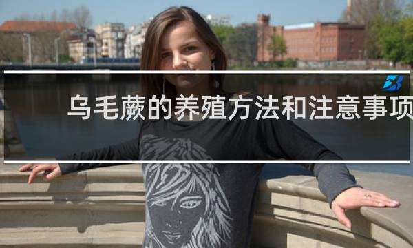 乌毛蕨的养殖方法和注意事项