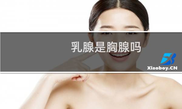 乳腺是胸腺吗