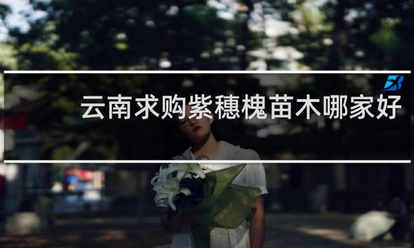 云南求购紫穗槐苗木哪家好