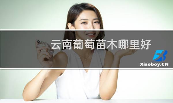 云南葡萄苗木哪里好