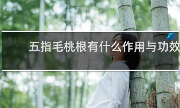 五指毛桃根有什么作用与功效
