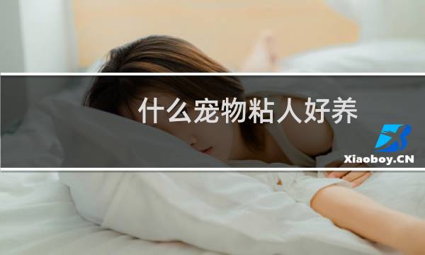 什么宠物粘人好养