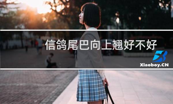 信鸽尾巴向上翘好不好