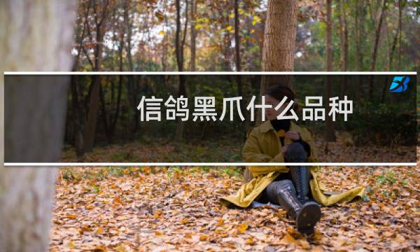 信鸽黑爪什么品种