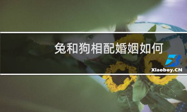 兔和狗相配婚姻如何