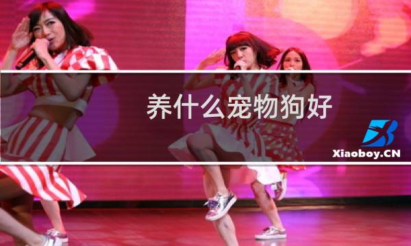 养什么宠物狗好