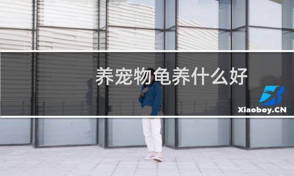 养宠物龟养什么好