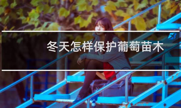 冬天怎样保护葡萄苗木