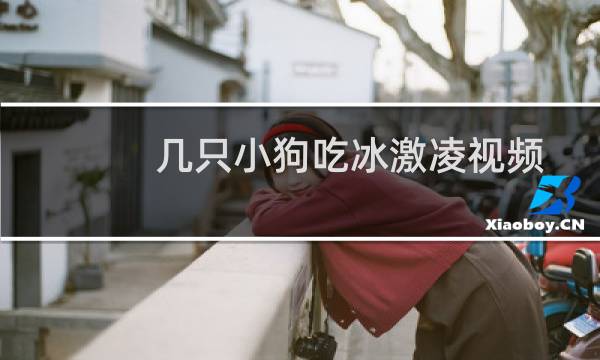 几只小狗吃冰激凌视频