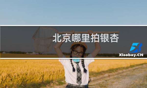 北京哪里拍银杏