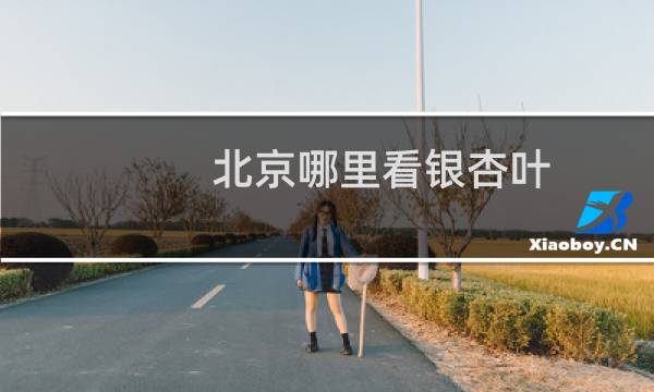 北京哪里看银杏叶