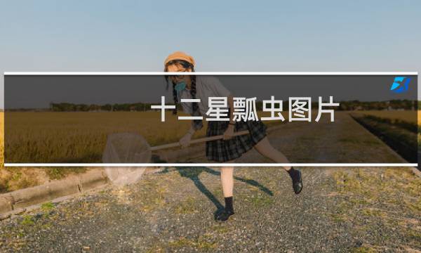十二星瓢虫图片