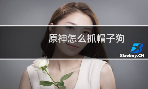 原神怎么抓帽子狗
