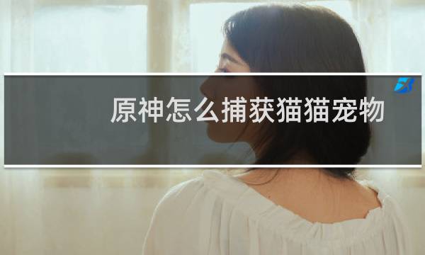 原神怎么捕获猫猫宠物