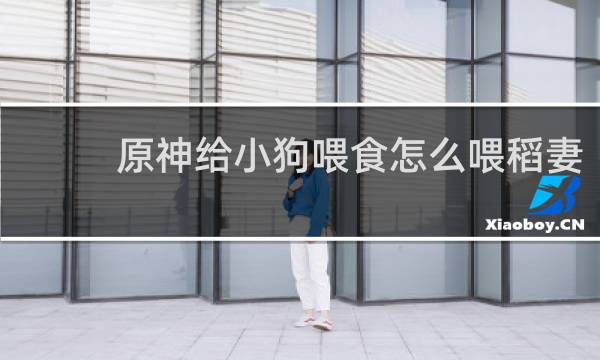 原神给小狗喂食怎么喂稻妻