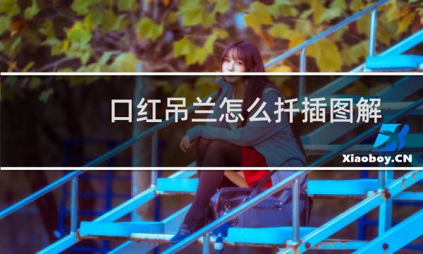口红吊兰怎么扦插图解