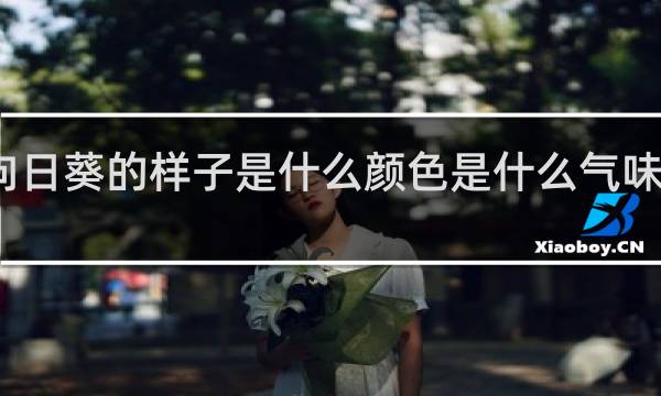 向日葵的样子是什么颜色是什么气味是什么