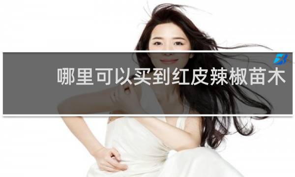 哪里可以买到红皮辣椒苗木