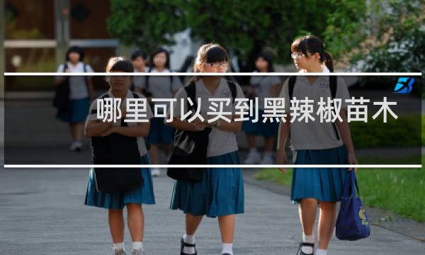 哪里可以买到黑辣椒苗木