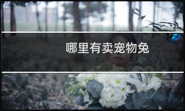 哪里有卖宠物兔