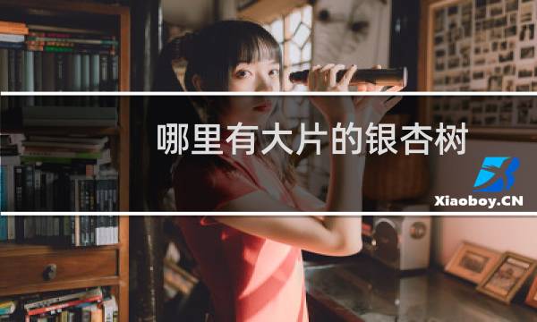 哪里有大片的银杏树