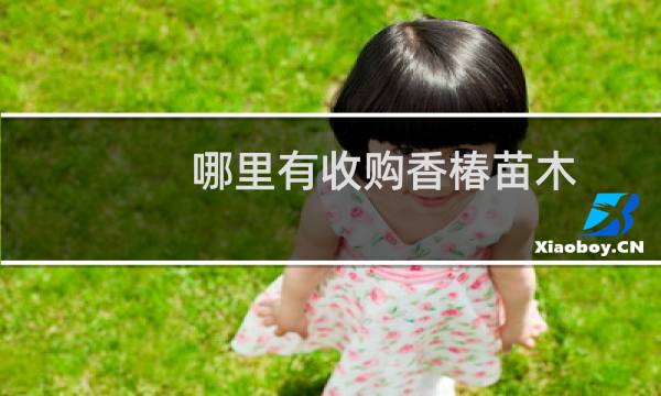 哪里有收购香椿苗木