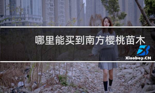 哪里能买到南方樱桃苗木