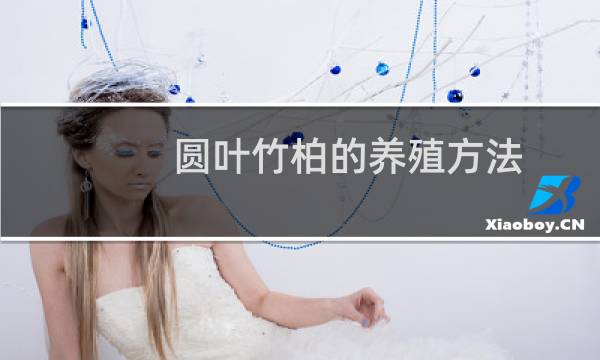 圆叶竹柏的养殖方法