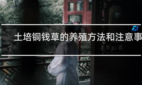 土培铜钱草的养殖方法和注意事项