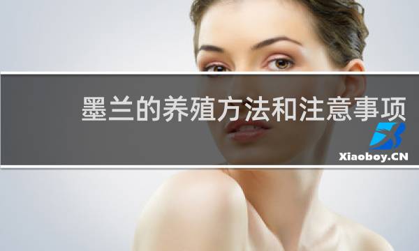 墨兰的养殖方法和注意事项