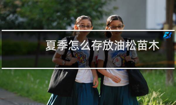 夏季怎么存放油松苗木