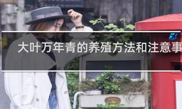 大叶万年青的养殖方法和注意事项
