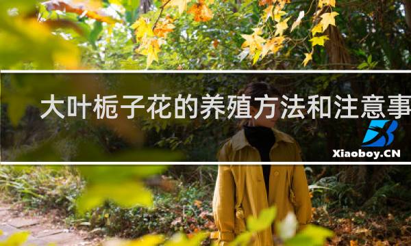 大叶栀子花的养殖方法和注意事项