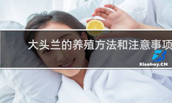 大头兰的养殖方法和注意事项
