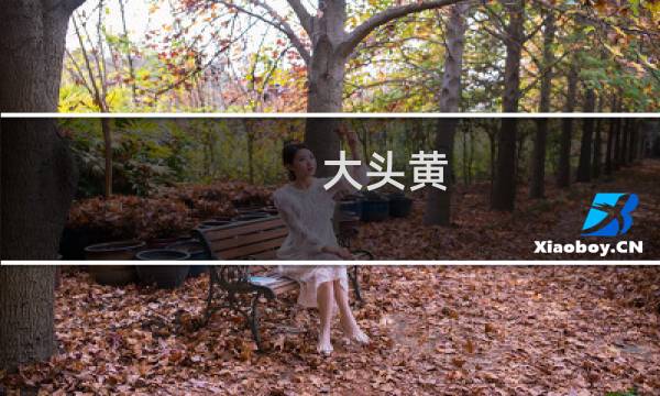 大头黄 价格