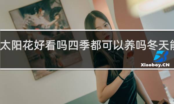 太阳花好看吗四季都可以养吗冬天能养吗