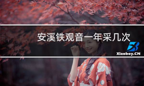 安溪铁观音一年采几次