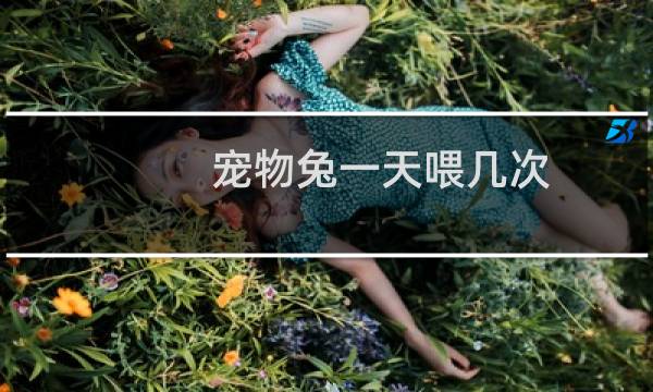 宠物兔一天喂几次