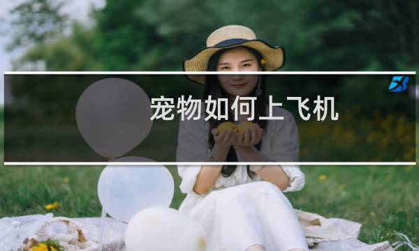 宠物如何上飞机