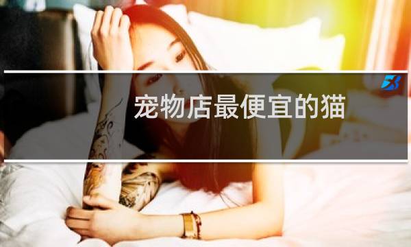 宠物店最便宜的猫