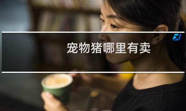 宠物猪哪里有卖