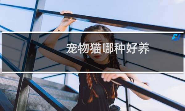 宠物猫哪种好养