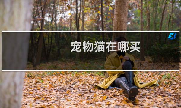宠物猫在哪买
